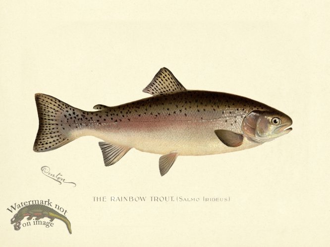 (image for) Trout - Rainbow
