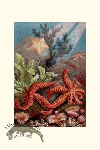 (image for) Underwater 03