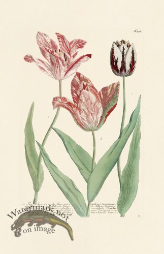 (image for) Weinmann Pl 995