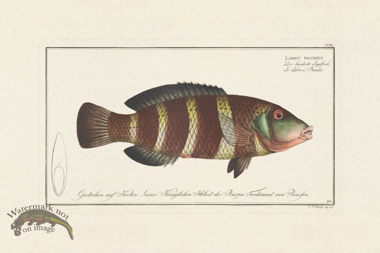 (image for) BLOCH FISH 290