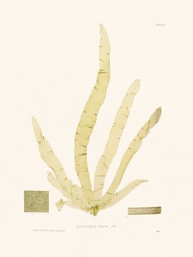 Bradbury Seaweed 151