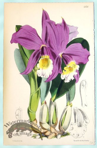 (image for) Curtis Orchids 11
