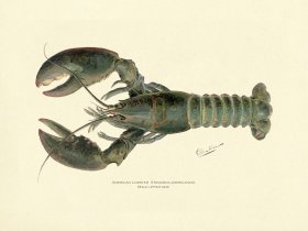Lobster - Male