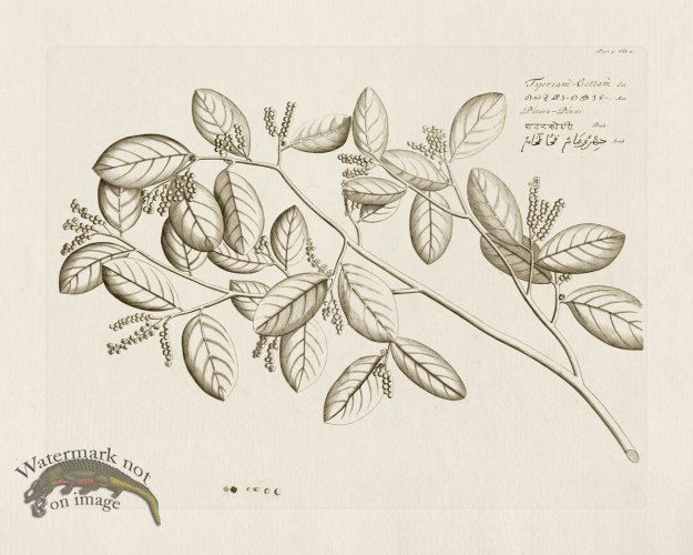 (image for) HORTUS VOl 05 11