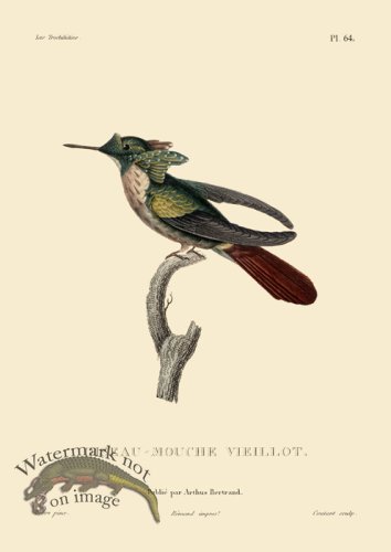 (image for) Humming Bird 64