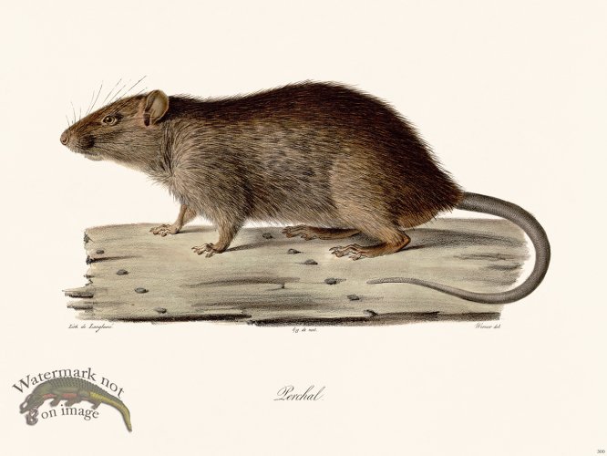 (image for) Cuvier 300 Lerchal