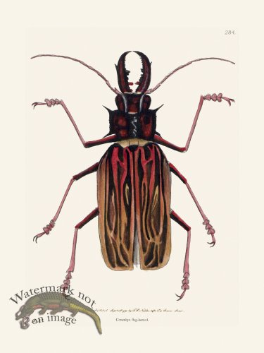 (image for) 284 Cerambyx Stag-Horned