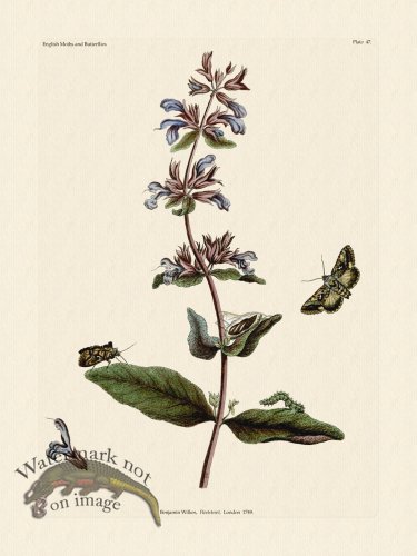 (image for) Wilkes Butterflies 047