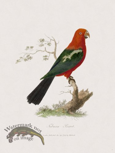 11 New Holland Caffowary