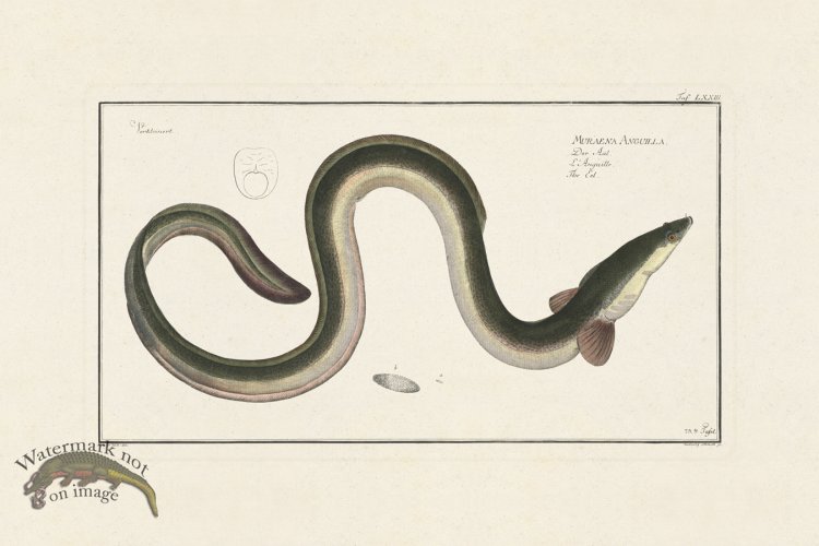 (image for) BLOCH FISH 073