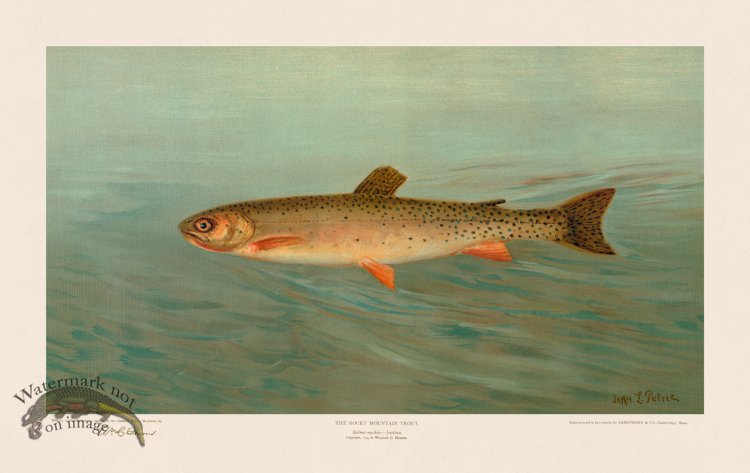 (image for) Rocky Mountain Trout