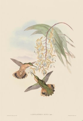 Gould Hummingbird 050