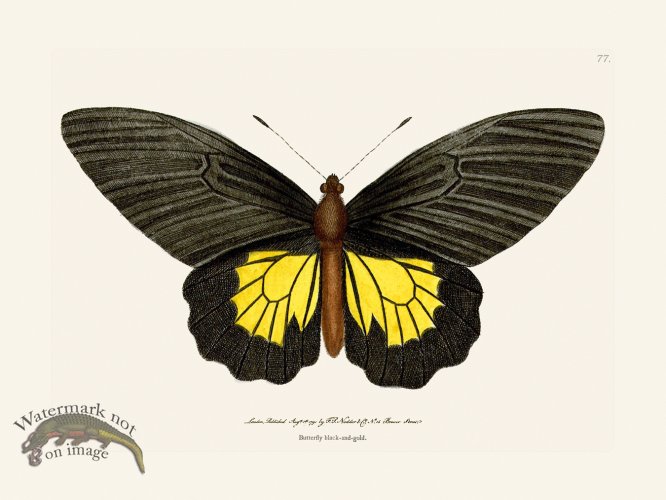 (image for) 077 Black-and-Gold