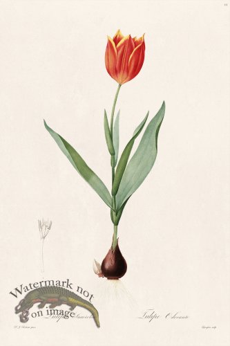 (image for) Les Liliacees Redoute 111