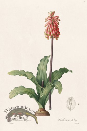 (image for) Les Liliacees Redoute 193