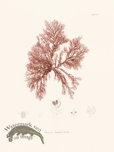 (image for) Bradbury Seaweed 111