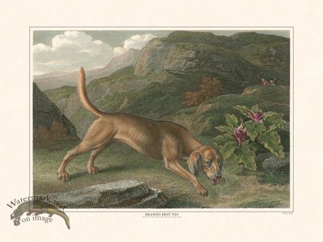 (image for) TSR Blood Hound