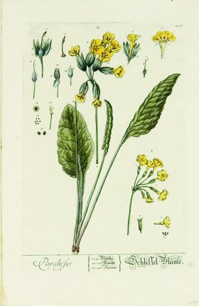 Blackwell German 228