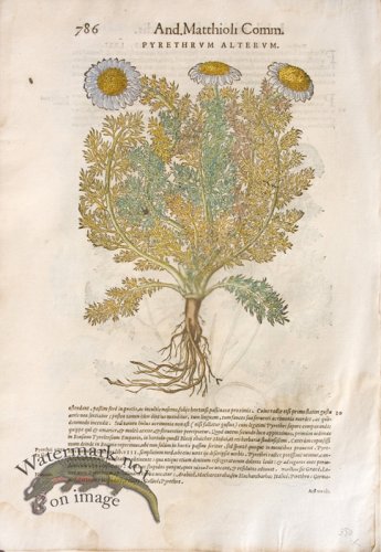 (image for) WB Botanicals 36