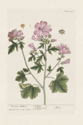 BEE 309 VervainMallow