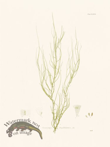 (image for) Bradbury Seaweed 167