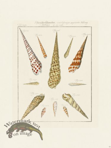 (image for) Martini Shells 072