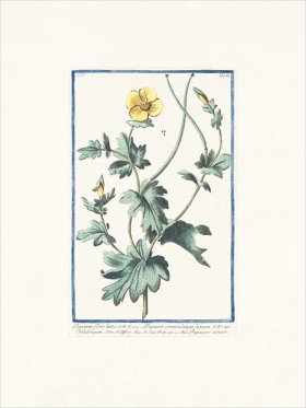 Bonelli 386 Yellow horned Poppy