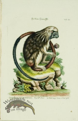 (image for) SSM 10 Le Petit Singe-Lion a\' Tete grife (Little-Lion Monkey)