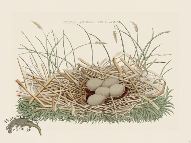 (image for) Nozeman Bird 004