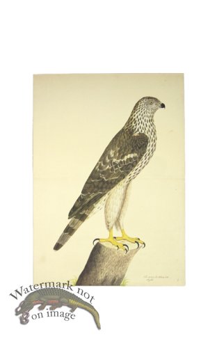 (image for) HONEY BUZZARD . PL 9