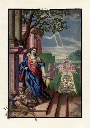 (image for) Volckamer 097