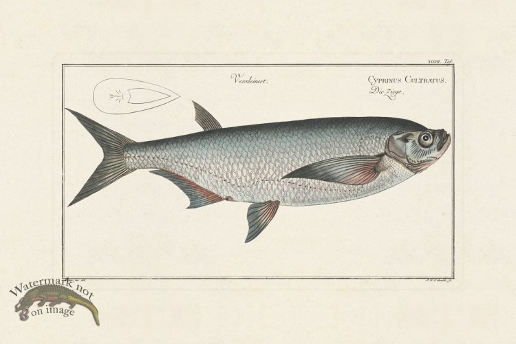 (image for) BLOCH FISH 037