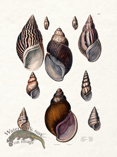 (image for) Edinburgh Shell 01