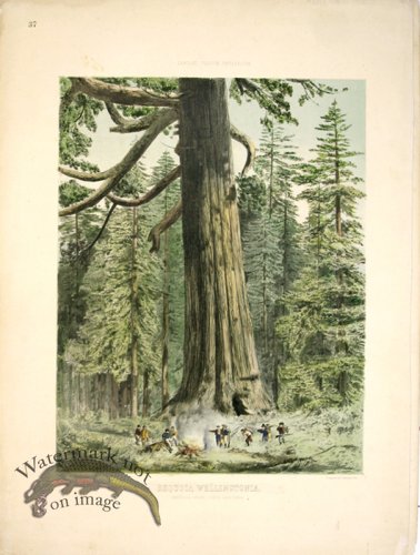 (image for) Lawson Tree 17