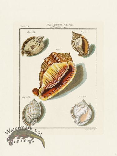 (image for) Martini Shells 013