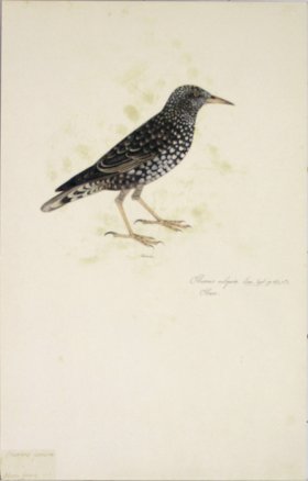 105 Swedish Birds . Sturnus Vulgaris, Female, Starling