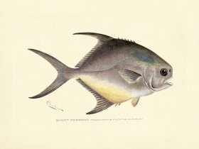 Pompano - Short