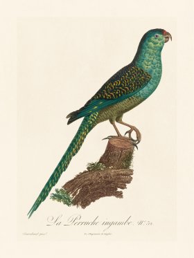 Barraband Parrot 032