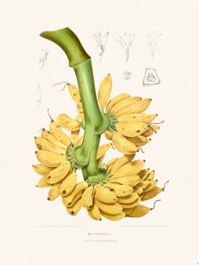 Horticulture of Java 33