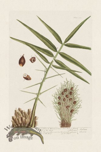 (image for) BEE 363 The Oily-Palm Tree