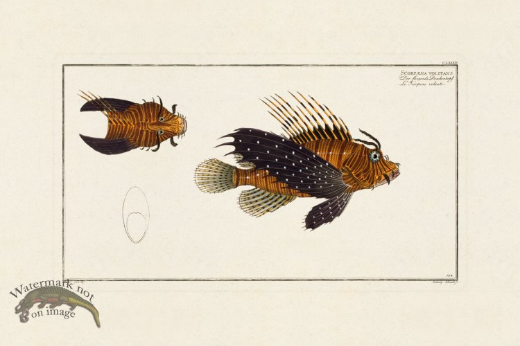 (image for) BLOCH FISH 184