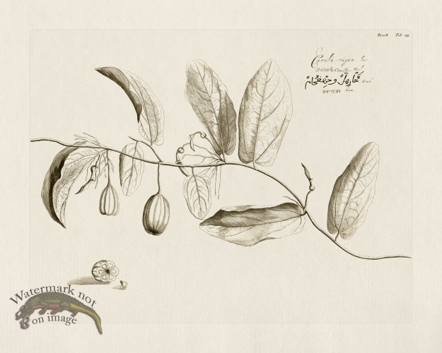 (image for) HORTUS VOl 08 25