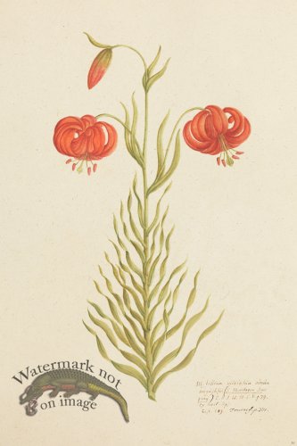 (image for) Blomboken 035