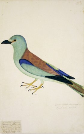 153 Swedish Birds . Corvus Garrulus.Male Eurasian Jay