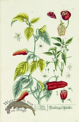 Blackwell German 183