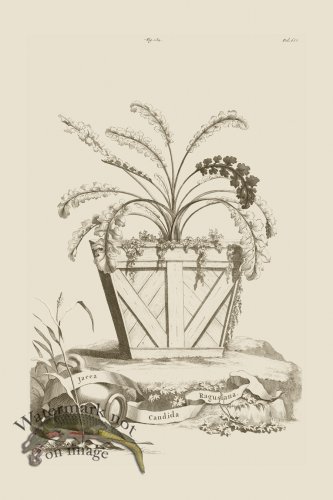 (image for) Abraham Munting 184