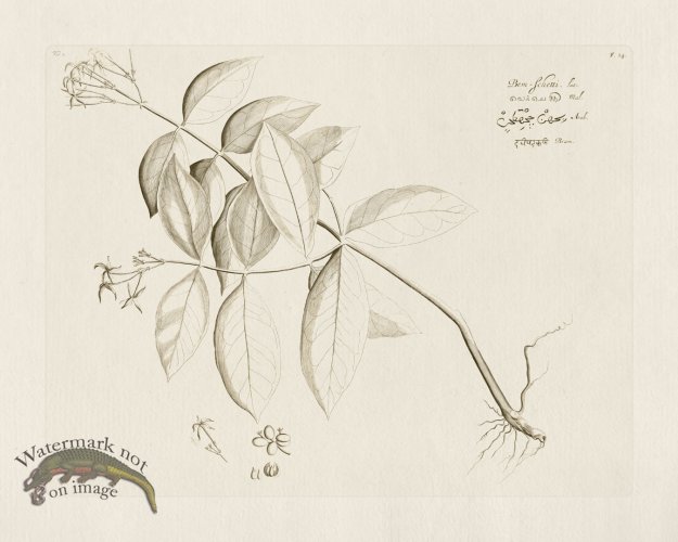 (image for) HORTUS VOL 02 14