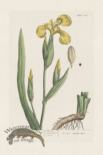 (image for) BEE 261 Bastard Acorus