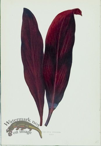 (image for) Lowes Leaves 13