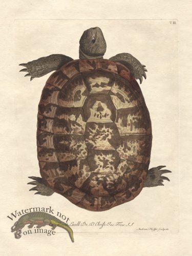 (image for) Snapping Turtle Trew